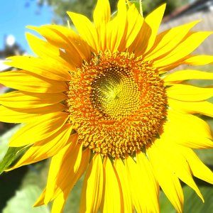 Meet your Posher, Cece